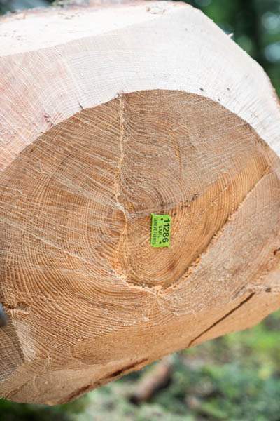 Scierie bois Entre-deux-Guiers