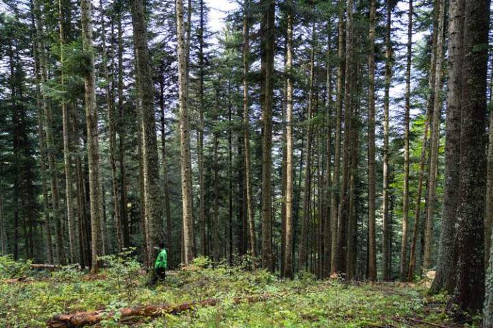 Bûcheronnage Entre-deux-Guiers