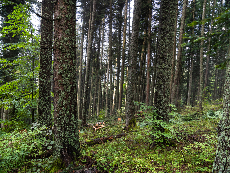 Vente de bois Saint-Laurent-du-Pont